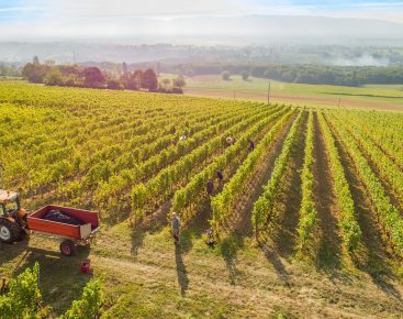 The Domaine de Mucelle in Challex, the last wine-producing village in the Pays de Gex