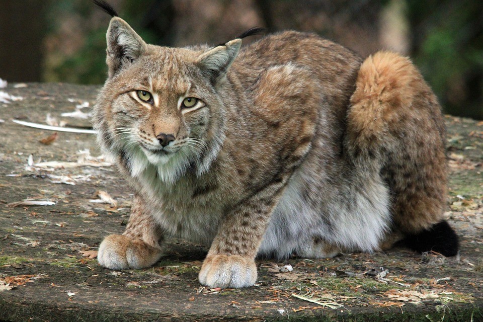 Le lynx dans les Montagnes du Jura