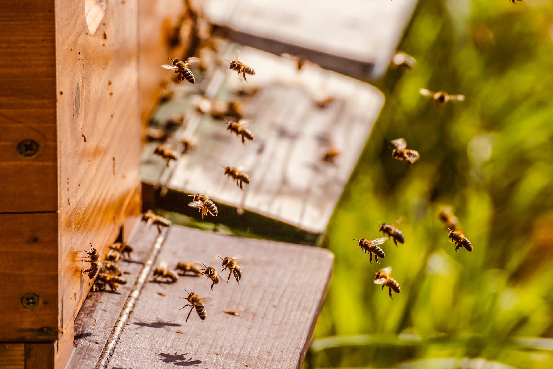 La récolte du pollen d'abeilles, nos secrets d'apiculteurs