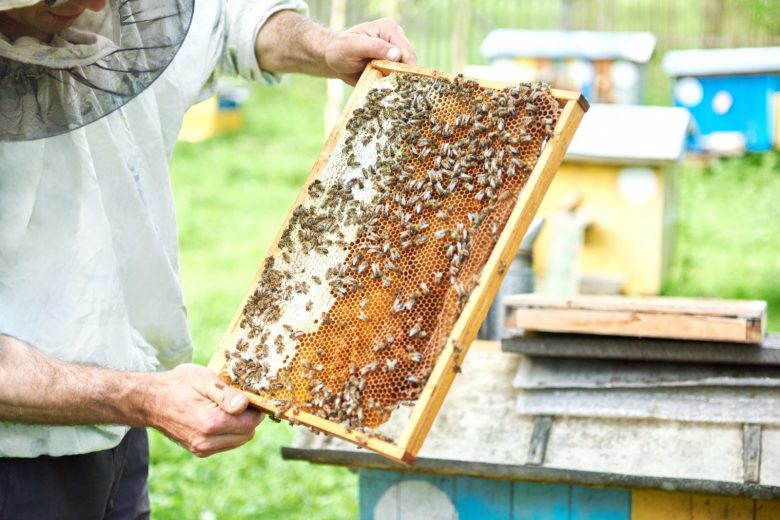 Exposition dédiée à l’abeille