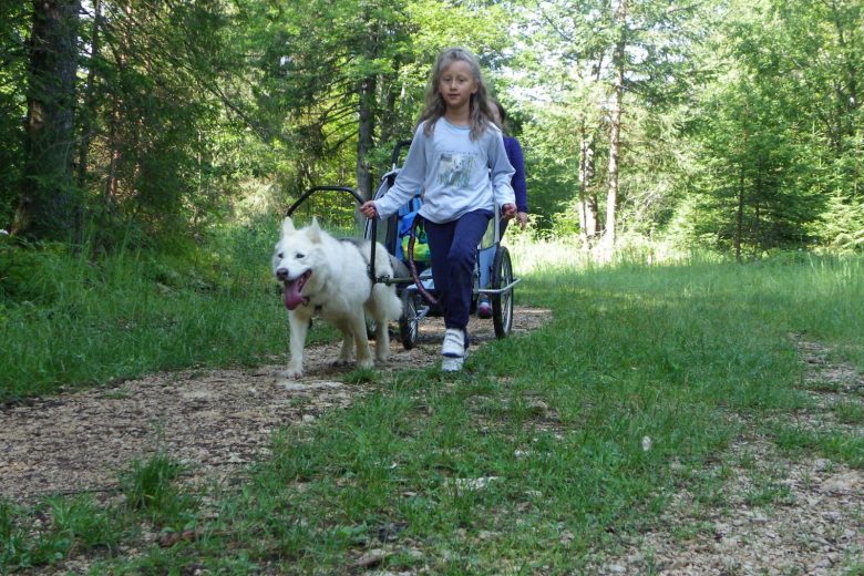 sortie avec un chien