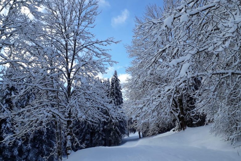 Piste damée