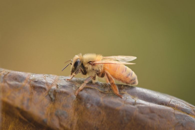 Abeille productrice de Gelée Royale