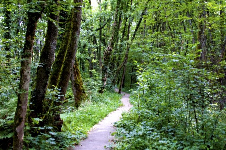 Randonnée pédestre : Marais des Bidonnes et Canal de Crans_Divonne-les-Bains